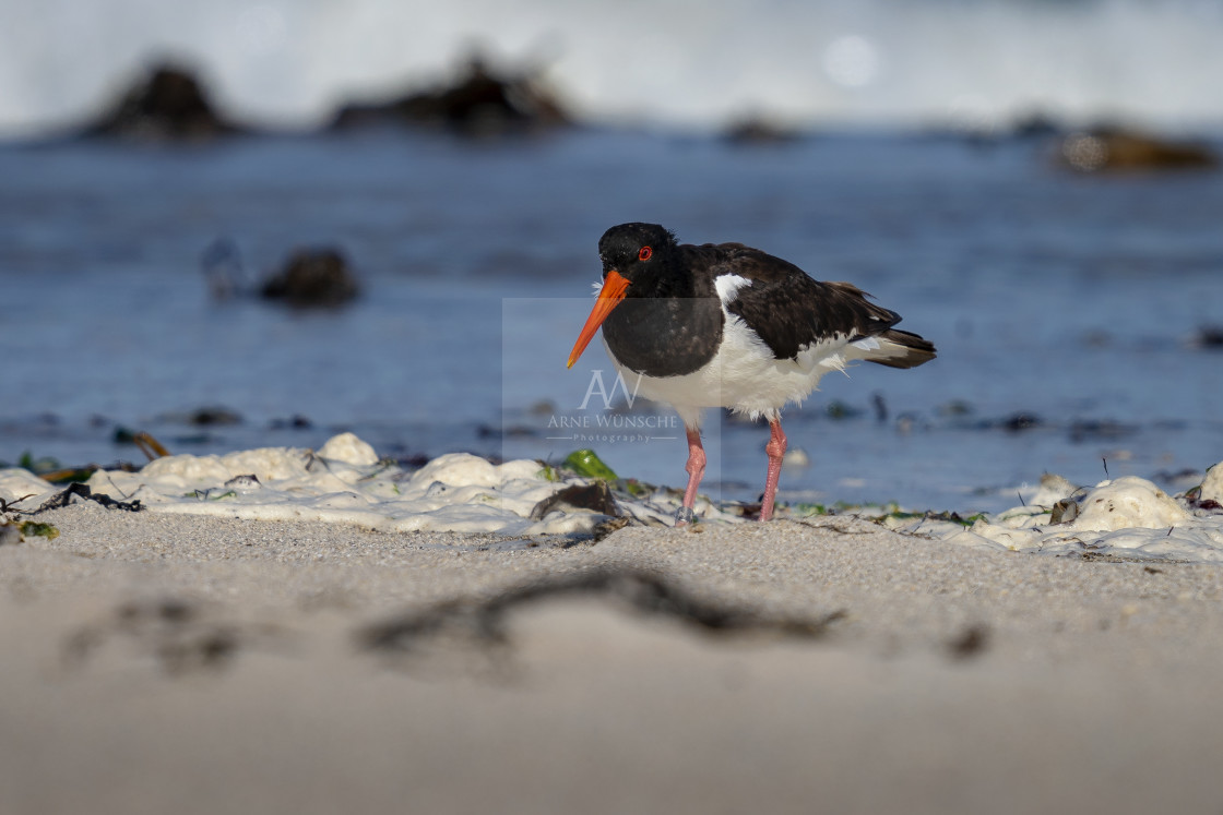 "Austernfischer - Eurasian oystercatcher" by Arne Wuensche - £8.00 "Austernfischer - Eurasian oystercatcher" stock image