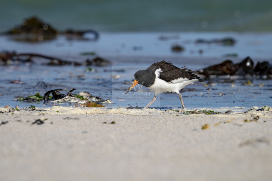 "Austernfischer (juvenile) - Eurasian oystercatcher" by Arne Wuensche - £8.00 "Austernfischer (juvenile) - Eurasian oystercatcher" stock image