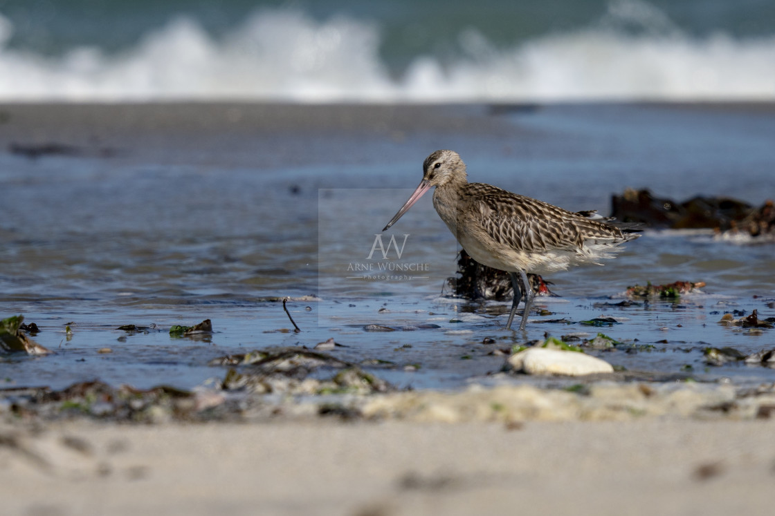 "Pfuhlschnepfe - bar-tailed godwit" by Arne Wuensche - £8.00 "Pfuhlschnepfe - bar-tailed godwit" stock image