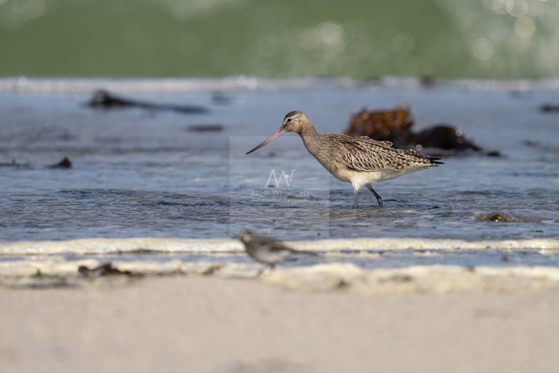 "Pfuhlschnepfe - bar-tailed godwit" by Arne Wuensche - £8.00 "Pfuhlschnepfe - bar-tailed godwit" stock image