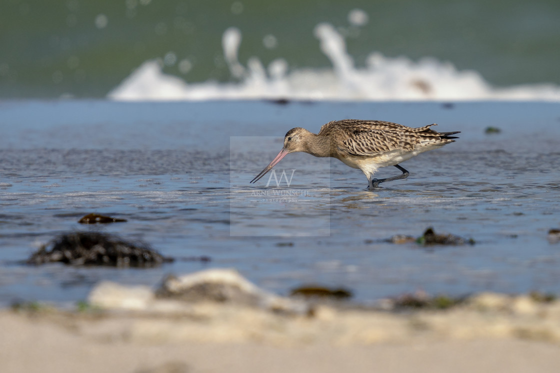 "Pfuhlschnepfe - bar-tailed godwit" by Arne Wuensche - £8.00 "Pfuhlschnepfe - bar-tailed godwit" stock image