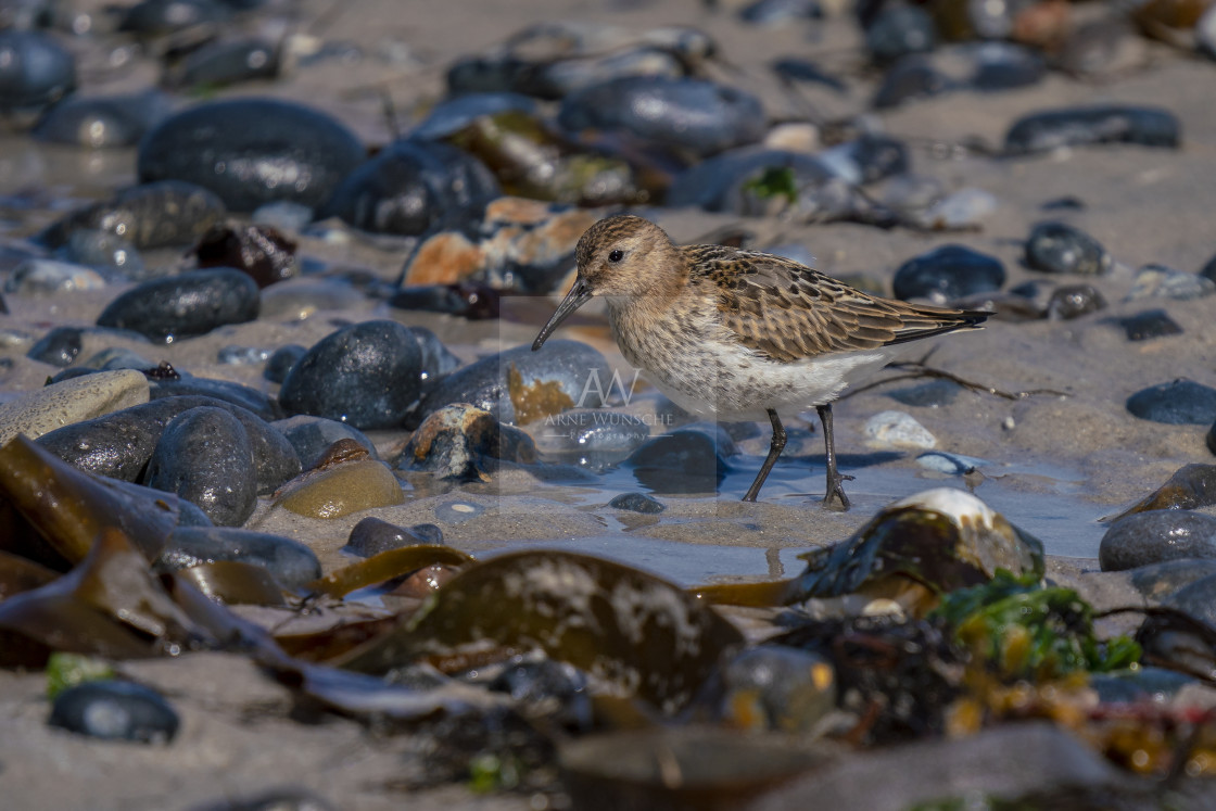 "Alpenstrandläufer - dunlin" by Arne Wuensche - £8.00 "Alpenstrandläufer - dunlin" stock image