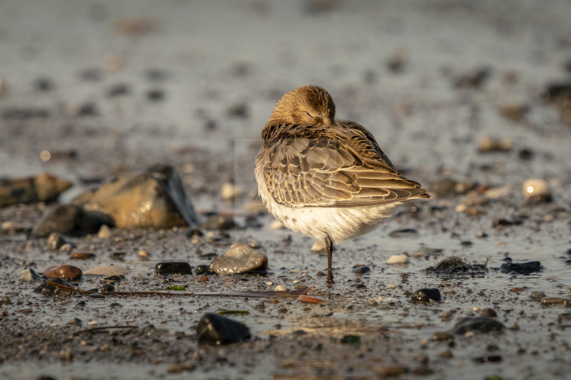 "Alpenstrandläufer - dunlin" by Arne Wuensche - £8.00 "Alpenstrandläufer - dunlin" stock image