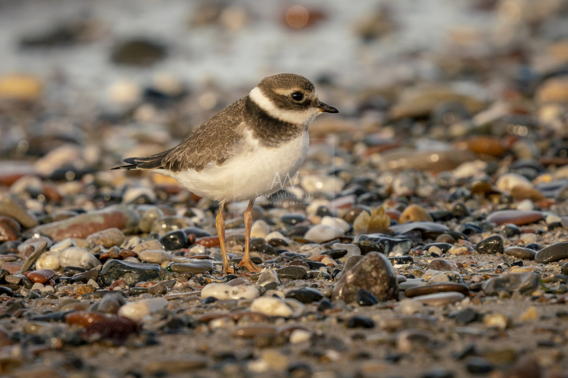 "Sandregenpfeifer (juvenile) - ringed plover" by Arne Wuensche - £8.00 "Sandregenpfeifer (juvenile) - ringed plover" stock image