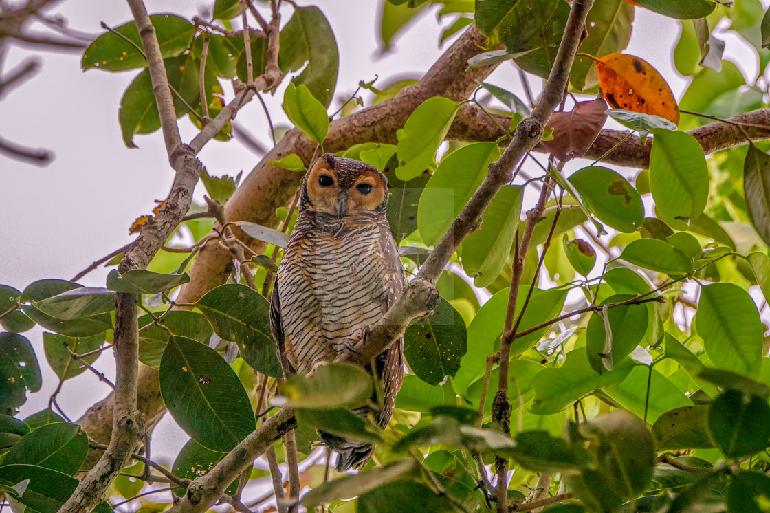 "Pagodenkauz - spotted wood owl" by Arne Wuensche - £8.00 "Pagodenkauz - spotted wood owl" stock image