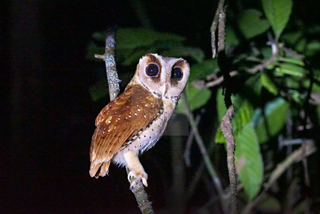 "Maskeneule - oriental bay owl" by Arne Wuensche - £8.00 "Maskeneule - oriental bay owl" stock image