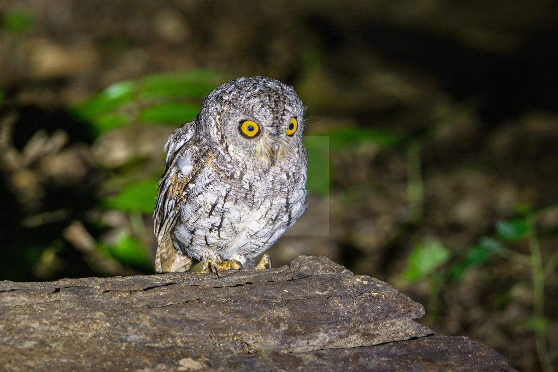 "Orient-Zwergohreule - oriental scops owl" by Arne Wuensche - £8.00 "Orient-Zwergohreule - oriental scops owl" stock image