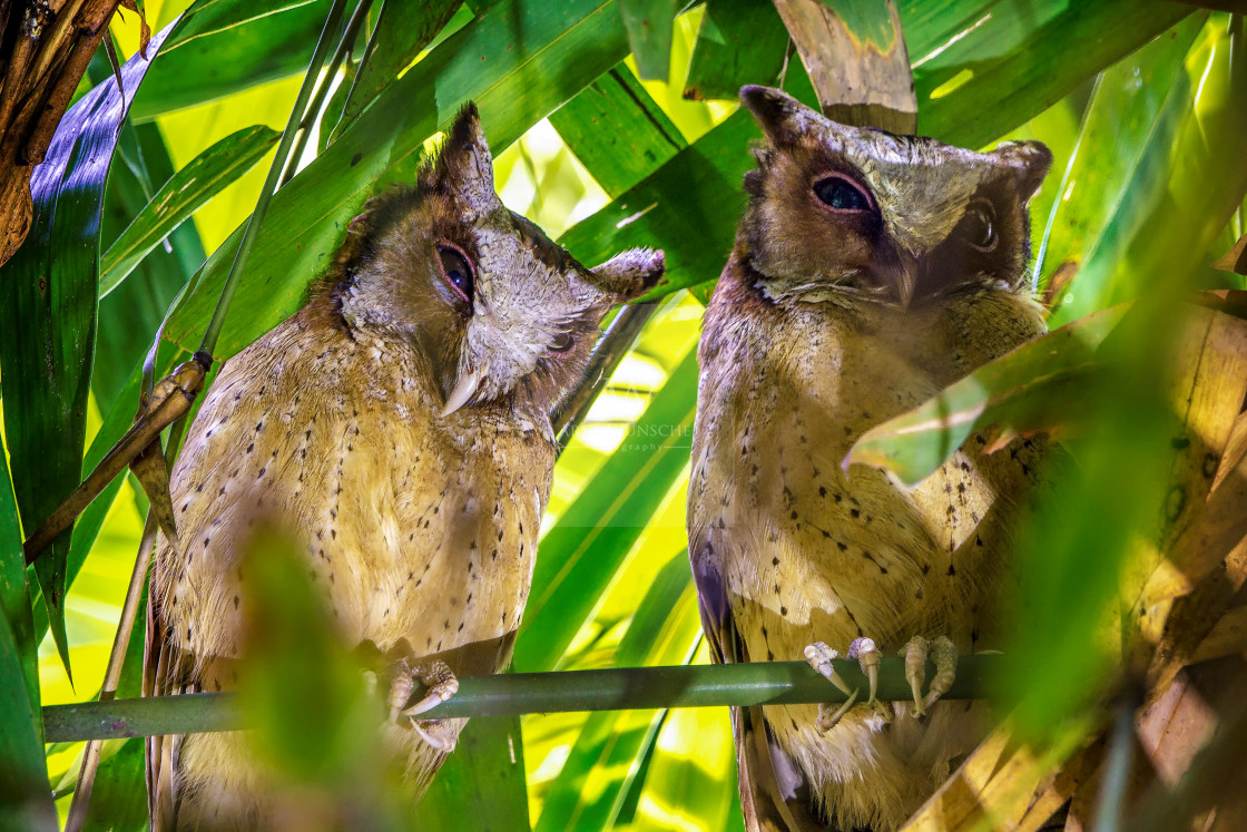 "Weißstirn-Zwergohreule - white-fronted scops owl" by Arne Wuensche - £8.00 "Weißstirn-Zwergohreule - white-fronted scops owl" stock image