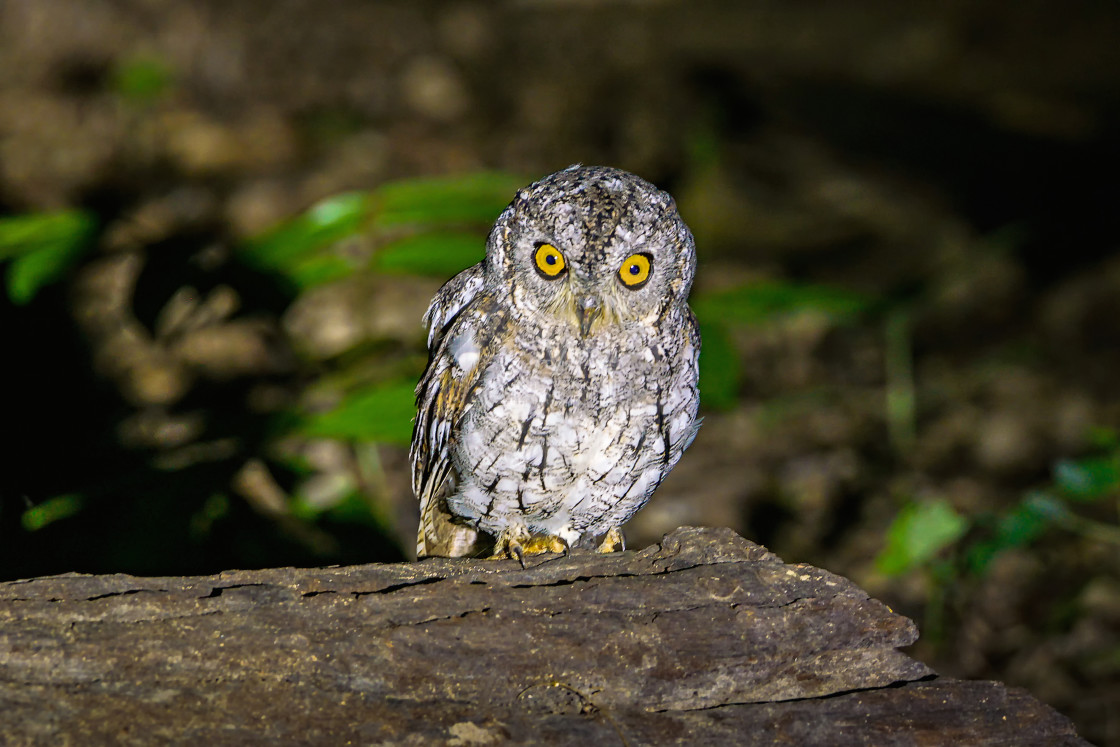 "Orient-Zwergohreule - oriental scops owl" by Arne Wuensche - £8.00 "Orient-Zwergohreule - oriental scops owl" stock image