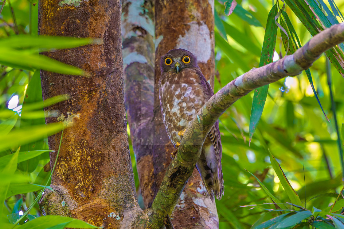 "Falkenkauz - brown hawk-owl or brown boobook" by Arne Wuensche - £8.00 "Falkenkauz - brown hawk-owl or brown boobook" stock image