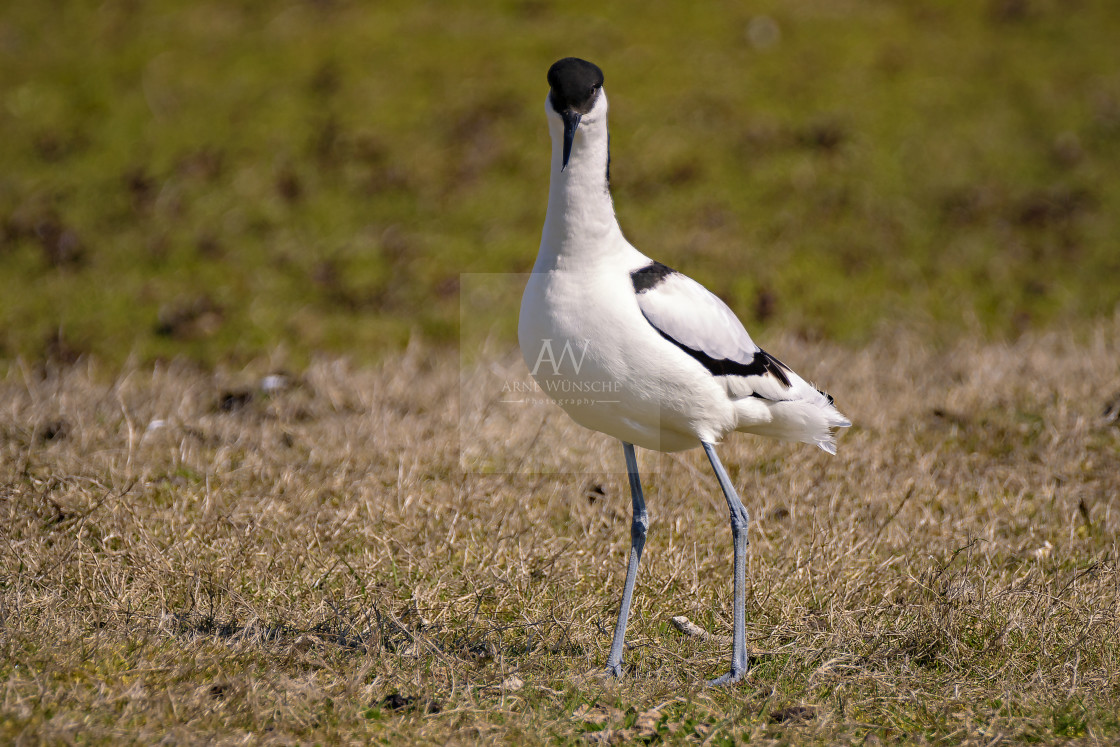 "Säbelschnäbler - pied avocet" by Arne Wuensche - £8.00 "Säbelschnäbler - pied avocet" stock image
