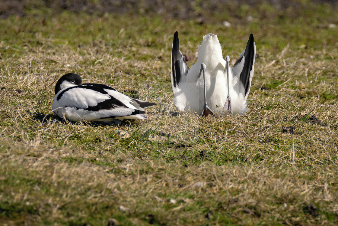 "Säbelschnäbler - pied avocet" by Arne Wuensche - £8.00 "Säbelschnäbler - pied avocet" stock image