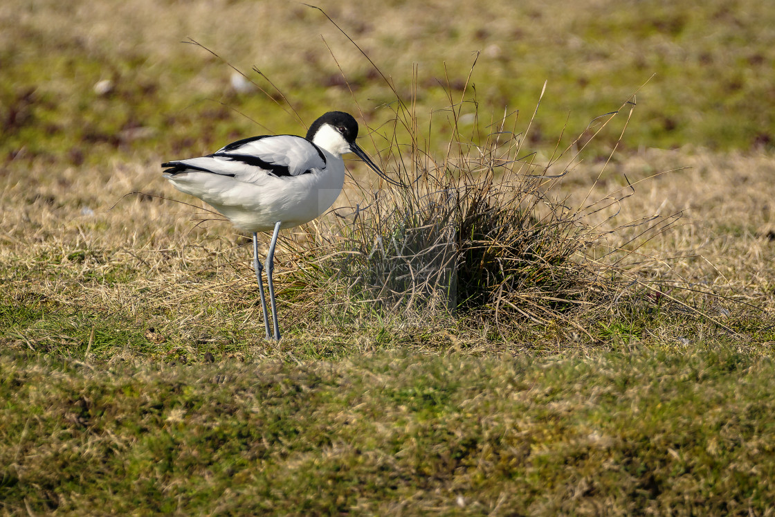 "Säbelschnäbler - pied avocet" by Arne Wuensche - £8.00 "Säbelschnäbler - pied avocet" stock image