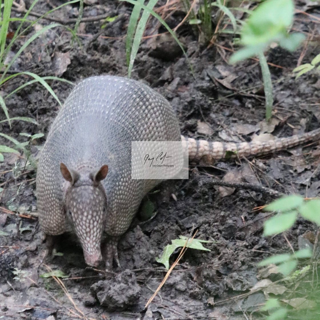 "Armadillo" stock image