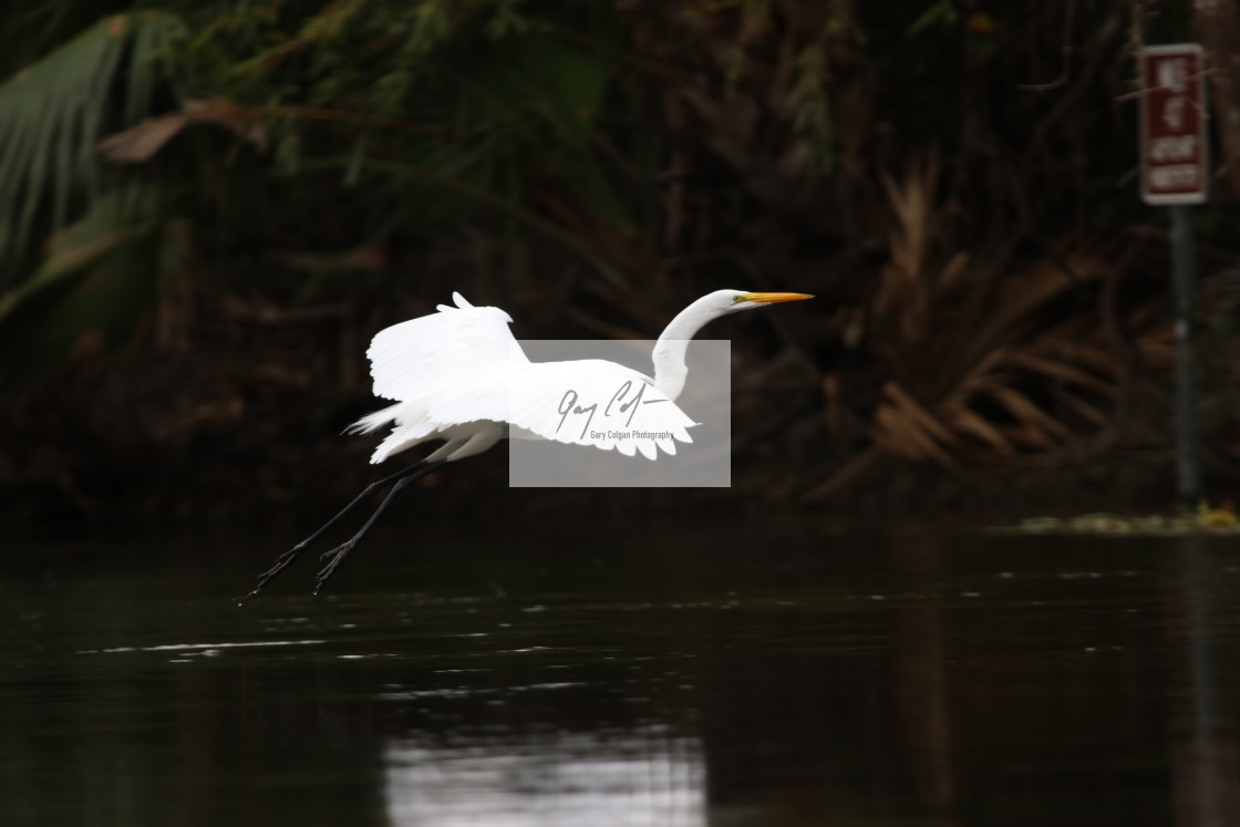 "flight" stock image