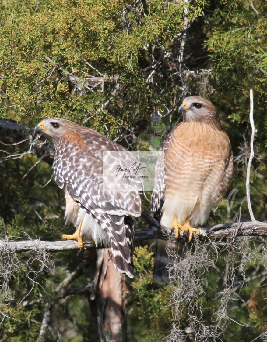 "hawk pair" stock image