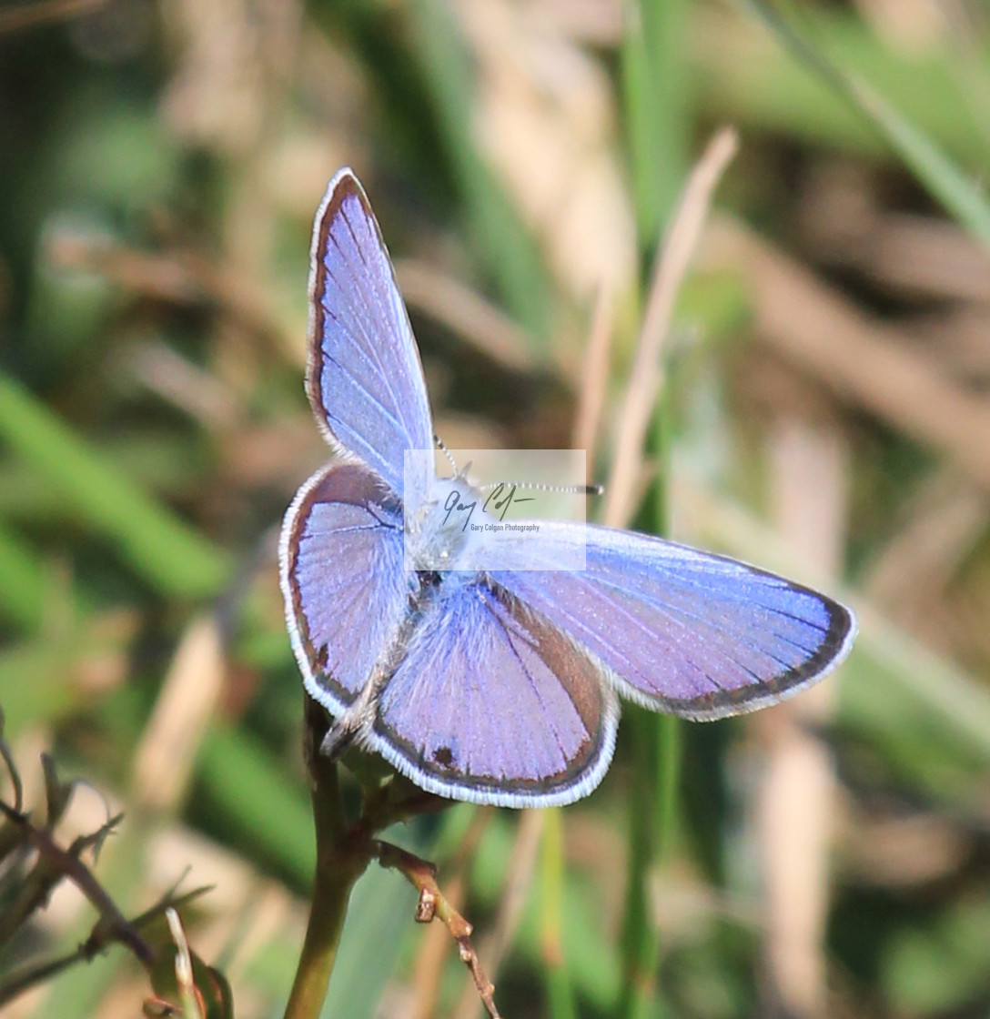 "Butterfly" stock image