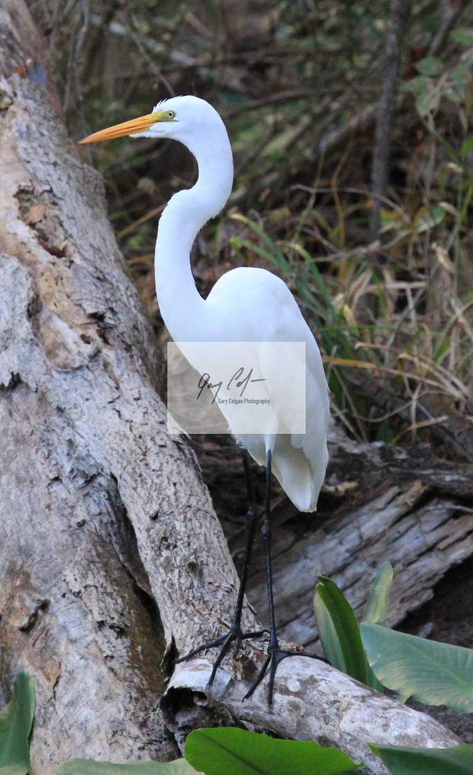 "great egret" stock image