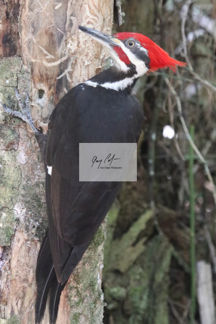 "Pileated Woodpecker" stock image