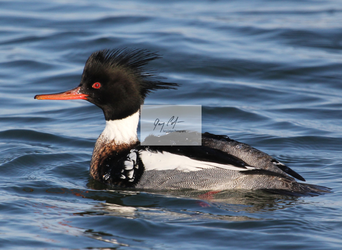 "Red - breasted Merganser" stock image