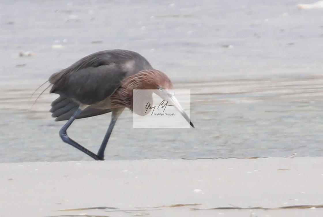 "reddish egret" stock image