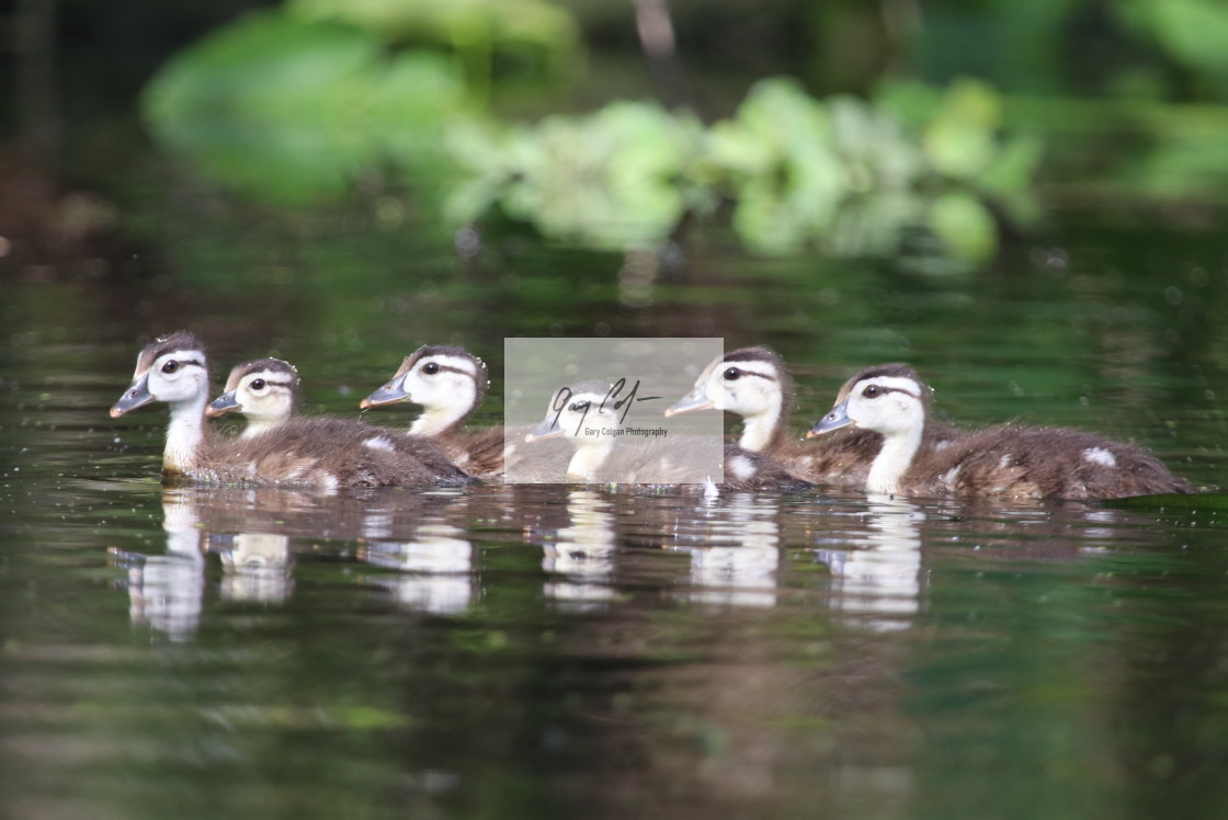 "Baby Wood Ducks" stock image