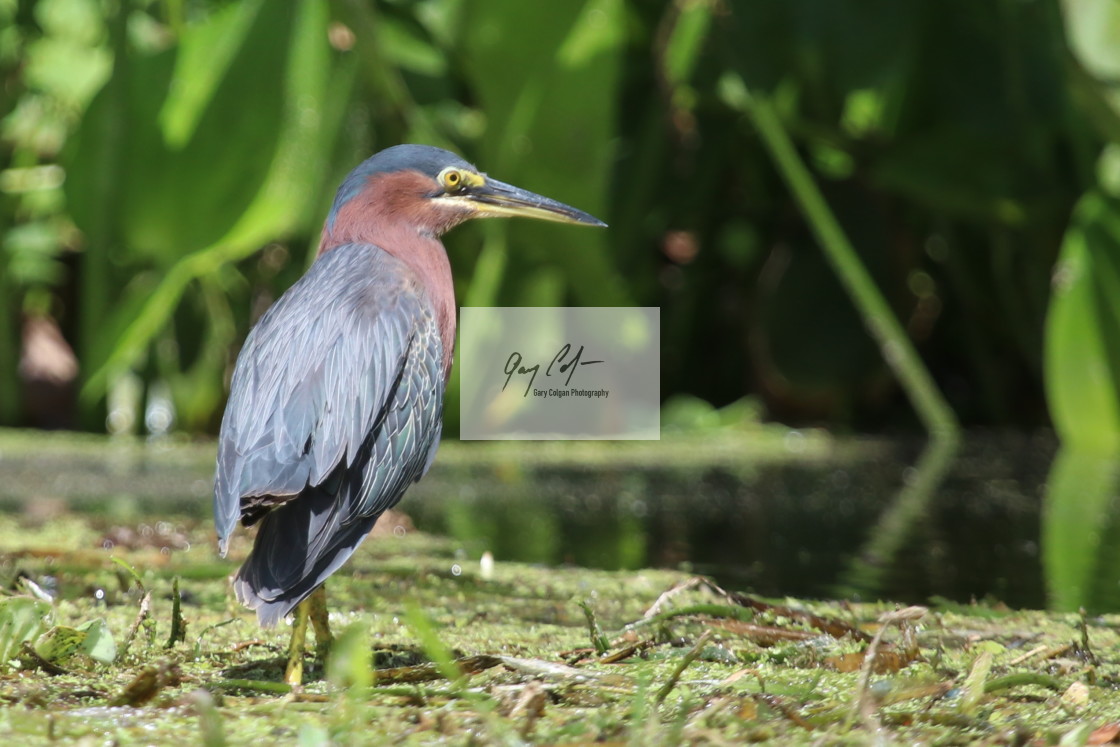 "Little green heron" stock image