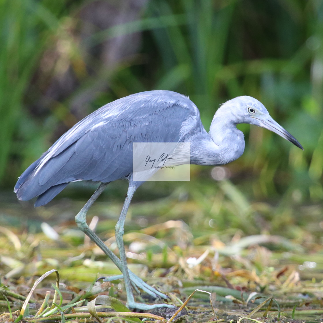 "Immature little Blue Heron" stock image