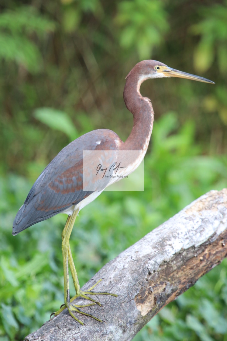 "tri colored heron" stock image