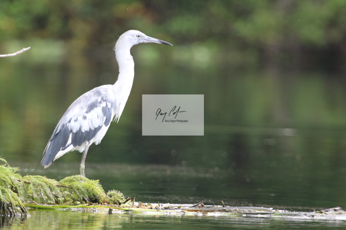 "Little Blue Heron Immature" stock image