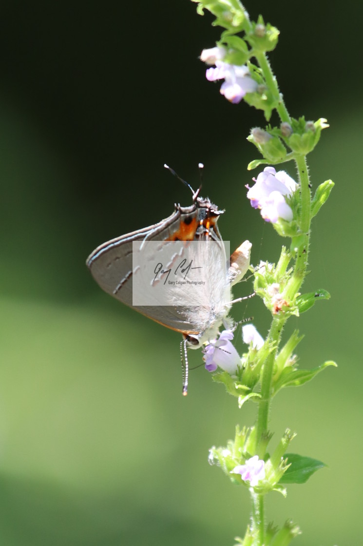 "Hair streak butterfly" stock image