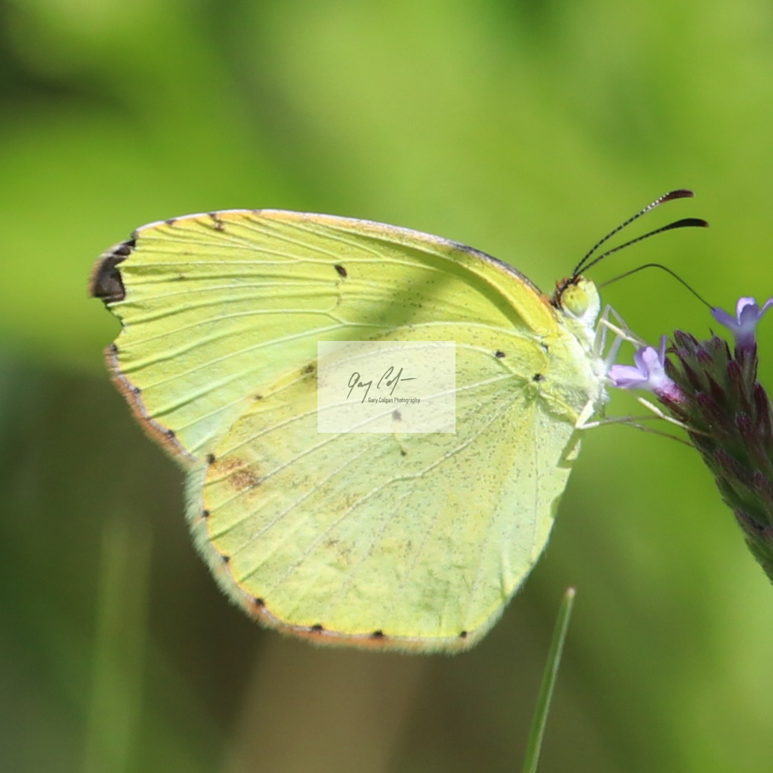 "Butterfly" stock image