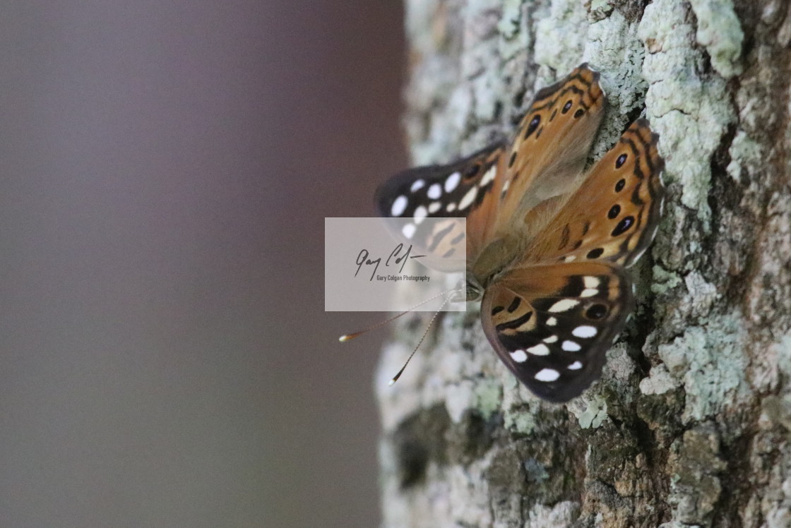 "Tawny Emperor" stock image