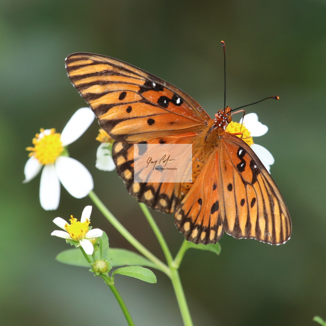 "gulf Fritillary" stock image