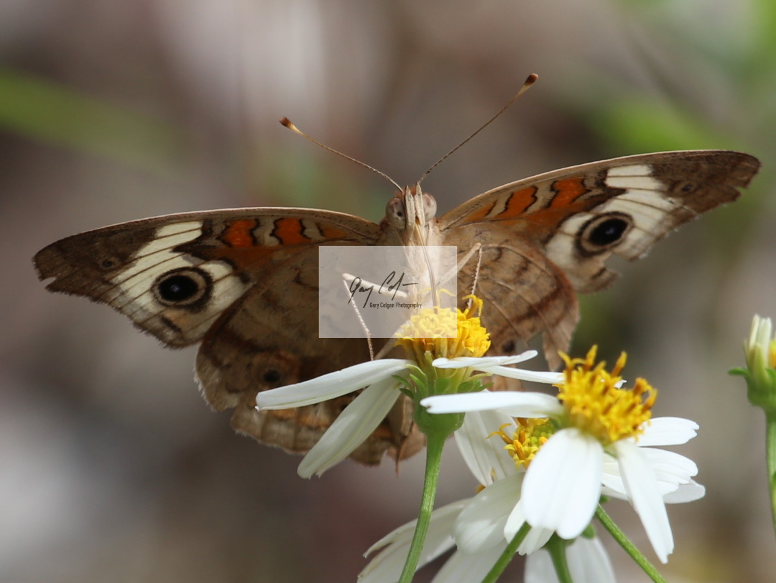 "Buckeye Butterfly" stock image