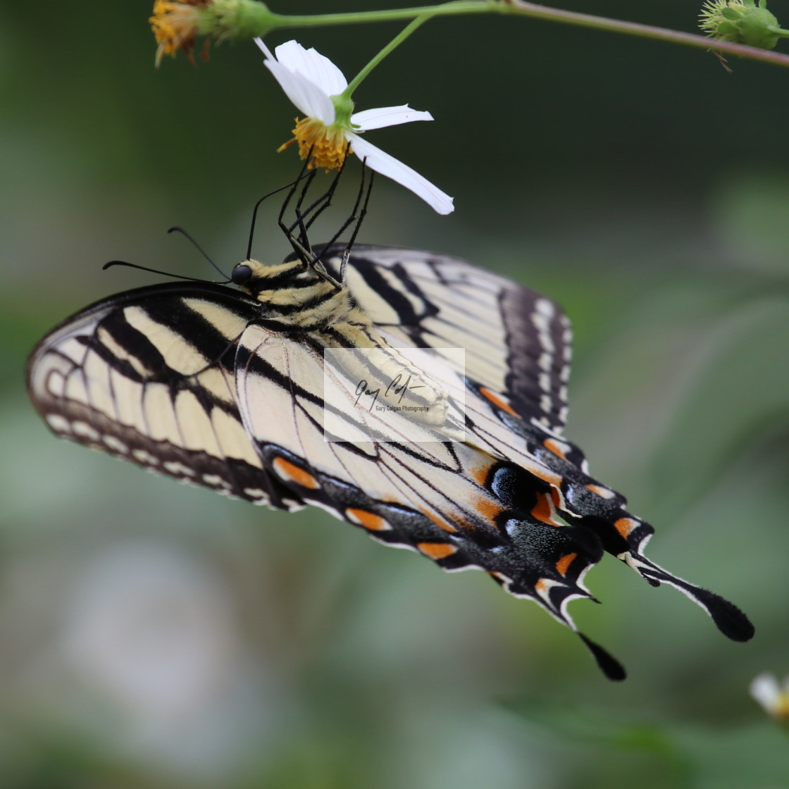 "Swallowtail" stock image