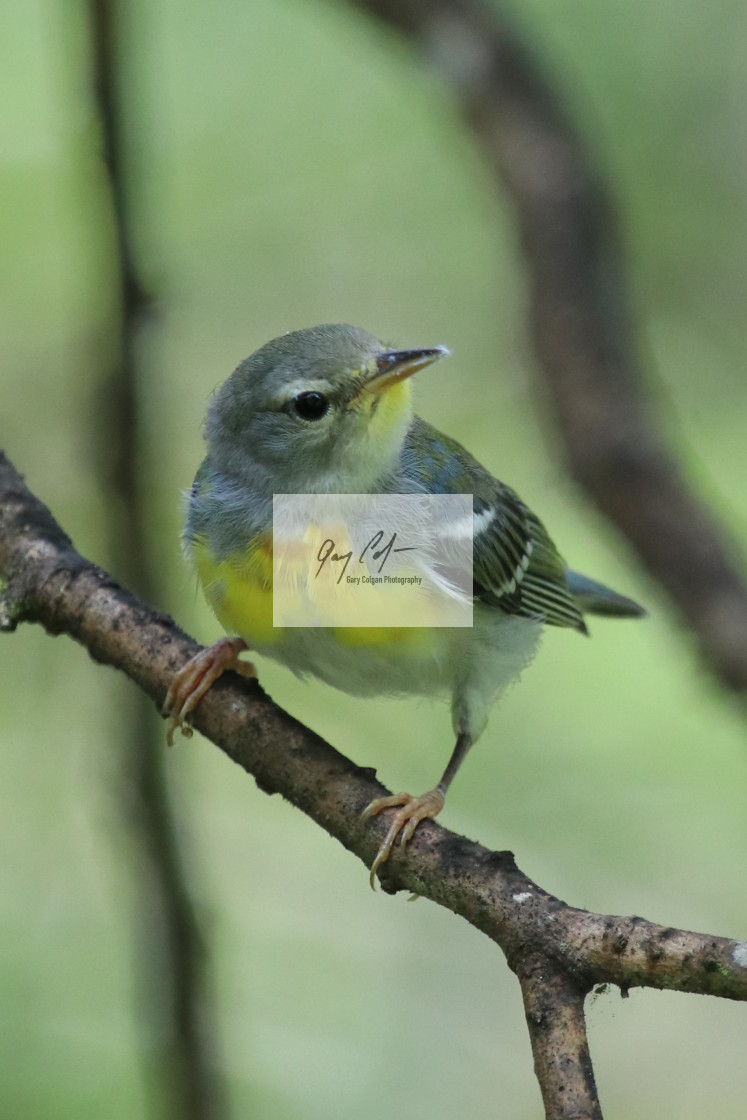 "Northern Parula warbler" stock image