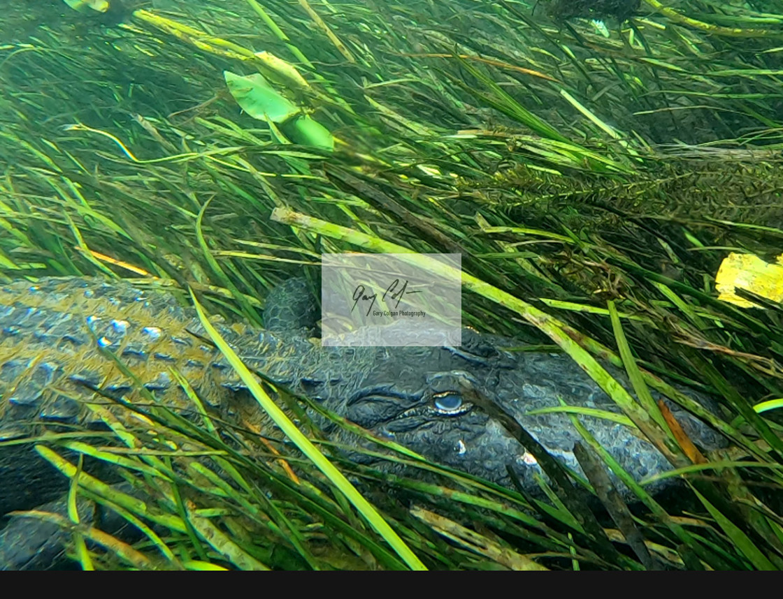 "Gator Under Water" stock image