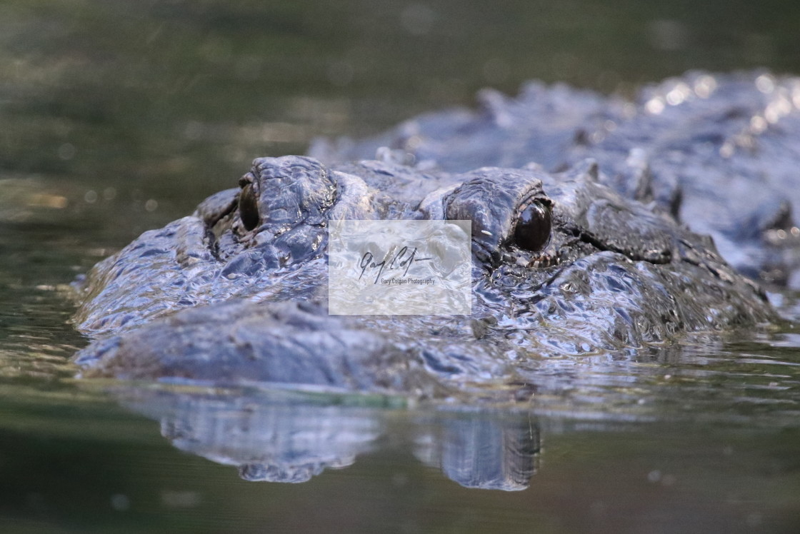 "Big Gator" stock image