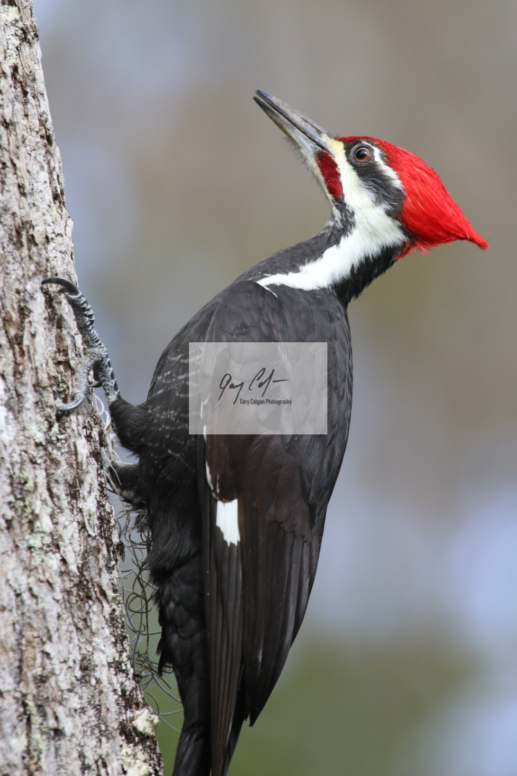 "Pileated Woodpecker" stock image