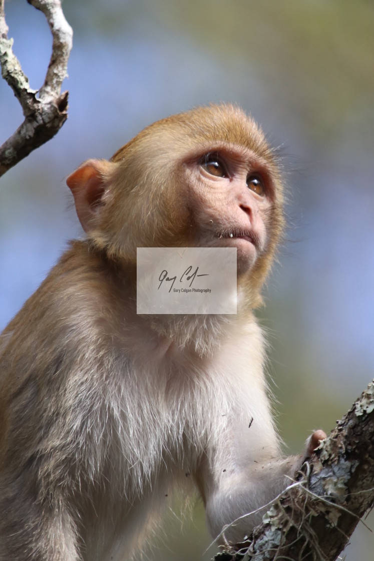 "Monkey" stock image