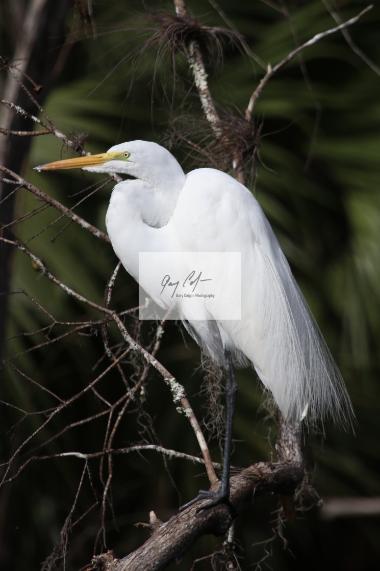 "Great White Egret" stock image