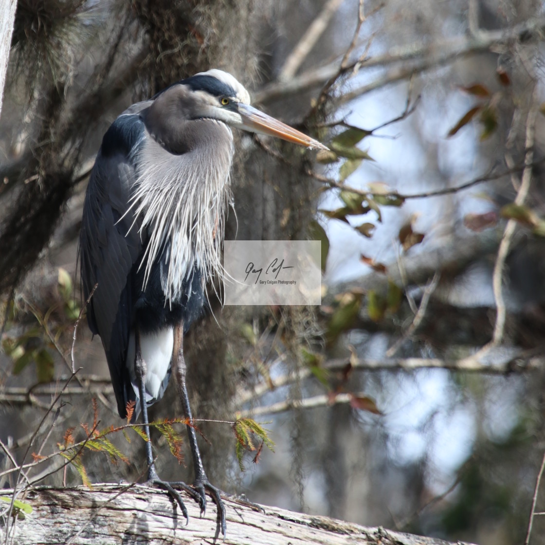 "Great Blue Heron" stock image