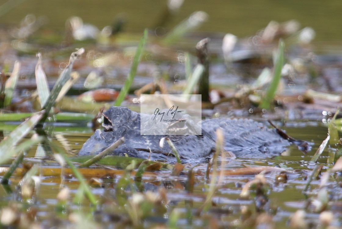 "gator" stock image