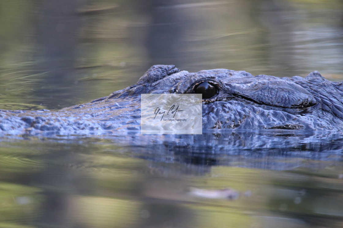 "Alligator" stock image