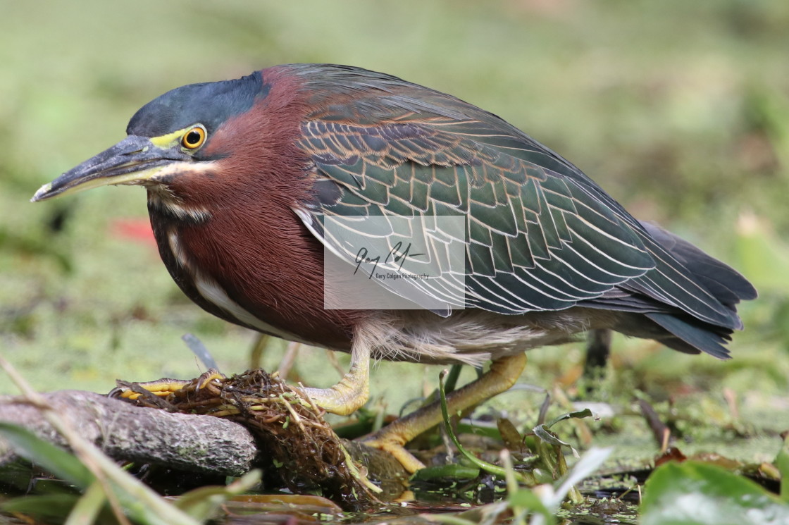 "Little Green Heron" stock image