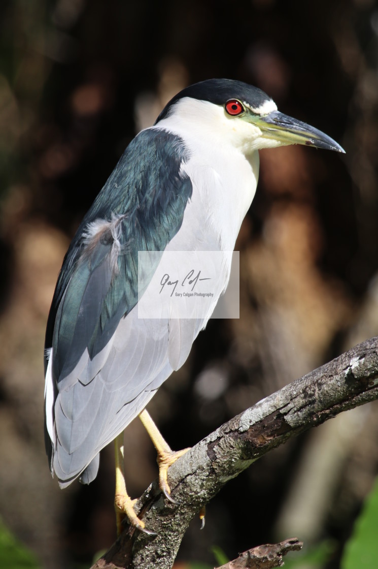 "Black Crowned Night Heron" stock image