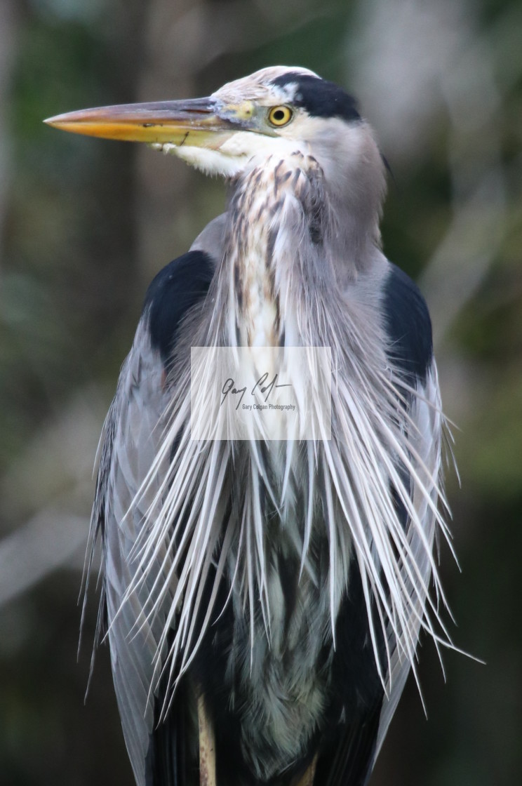 "Great Blue Heron" stock image