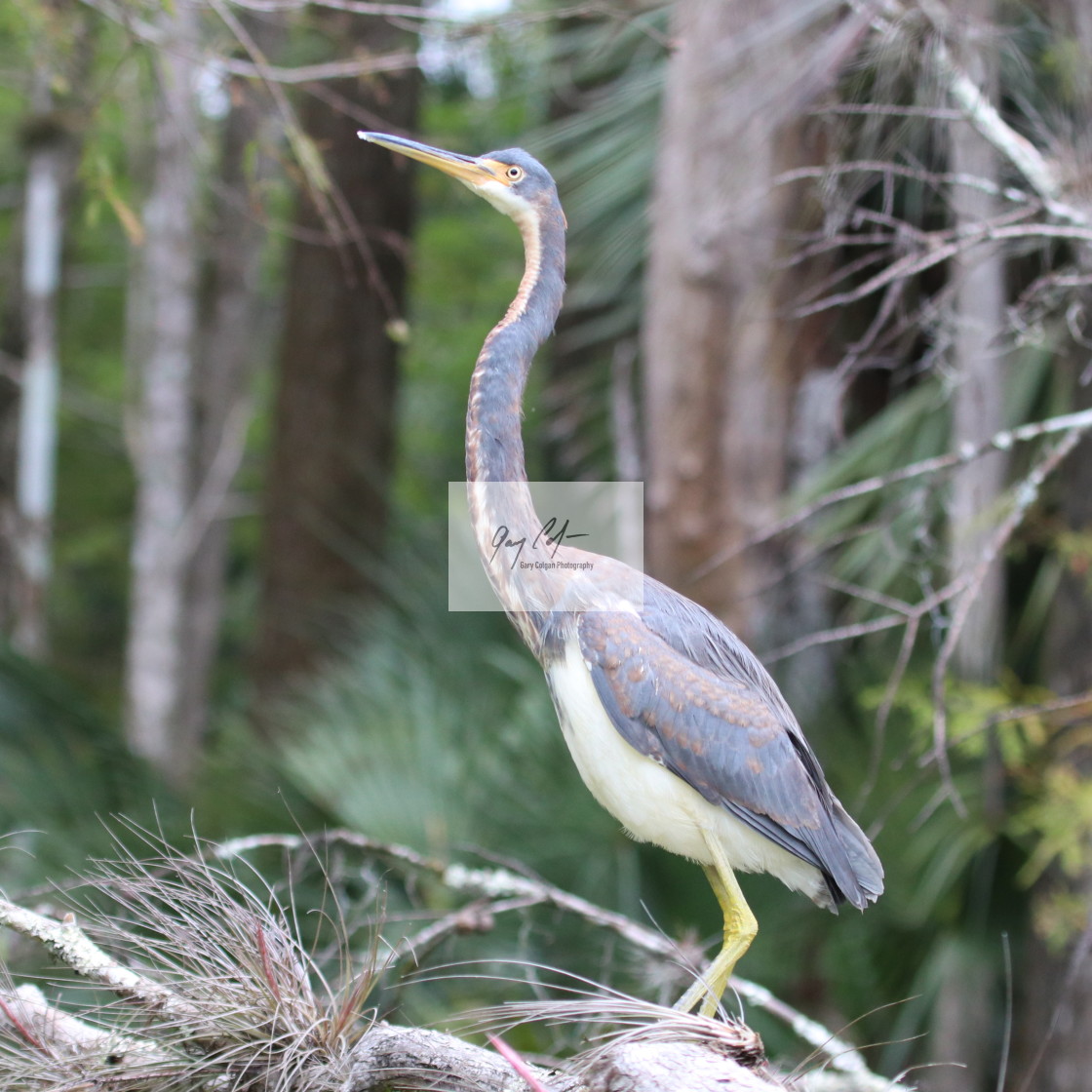 "Tri colored Heron" stock image