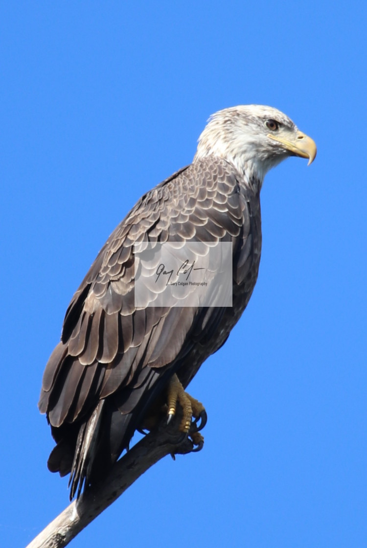 "Bald eagle" stock image